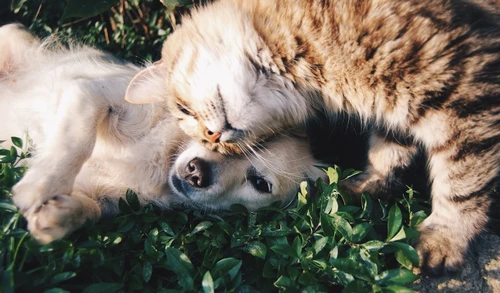 Dog owner reviewing pet insurance options